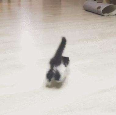 猫咪突然发疯似的乱窜乱跳,猫咪突然疯了一样然后停住了