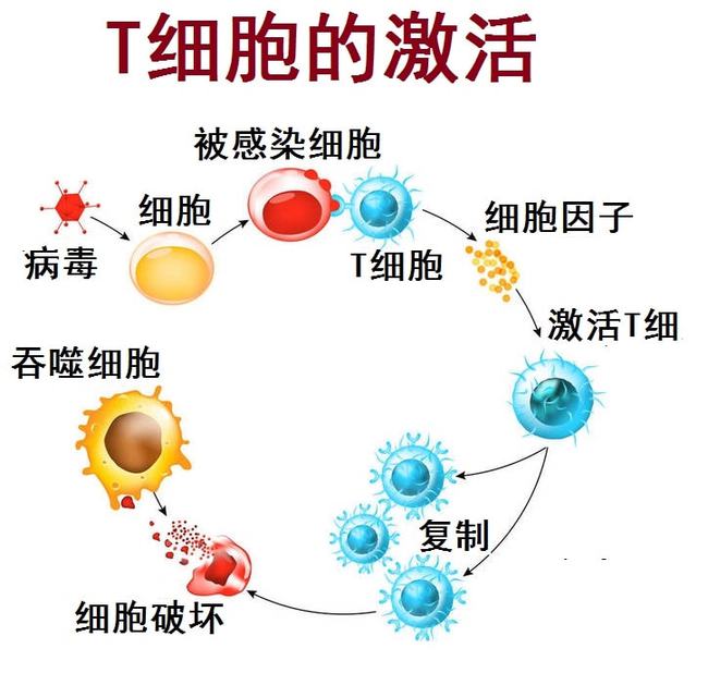 肿瘤与免疫的故事,肿瘤免疫治疗十大案例