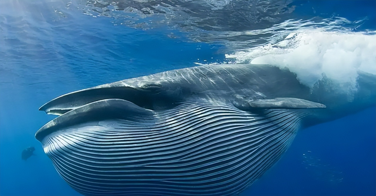 宇宙中的碳基生命形态,存在宇宙中的六种生命形态