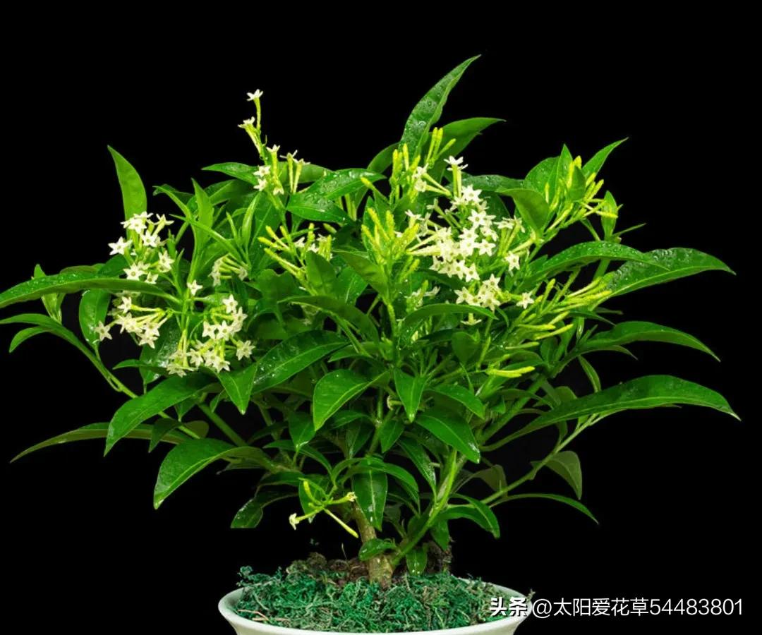 室内不宜养的十种毒花及图片,这四种家养的花有毒别当回事