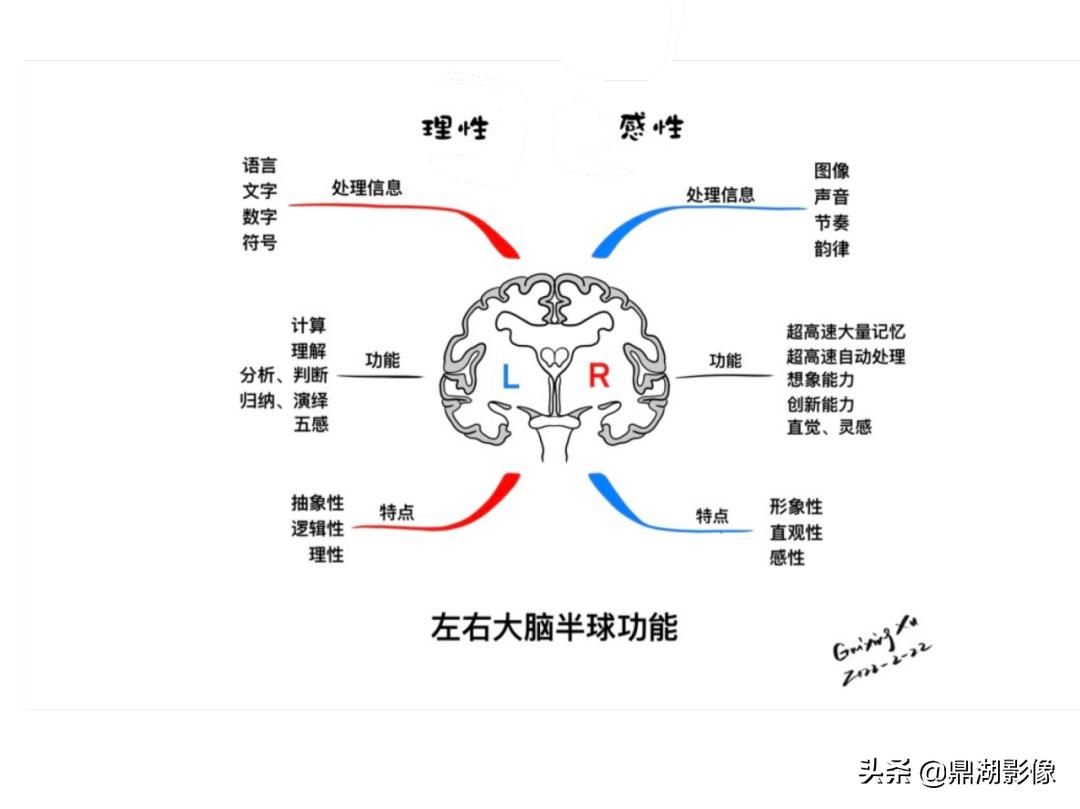 大脑皮层的解剖与定位,大脑解剖学习绘图笔记