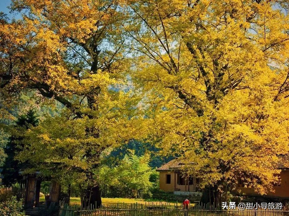 千年老银杏树下,千年银杏树之下