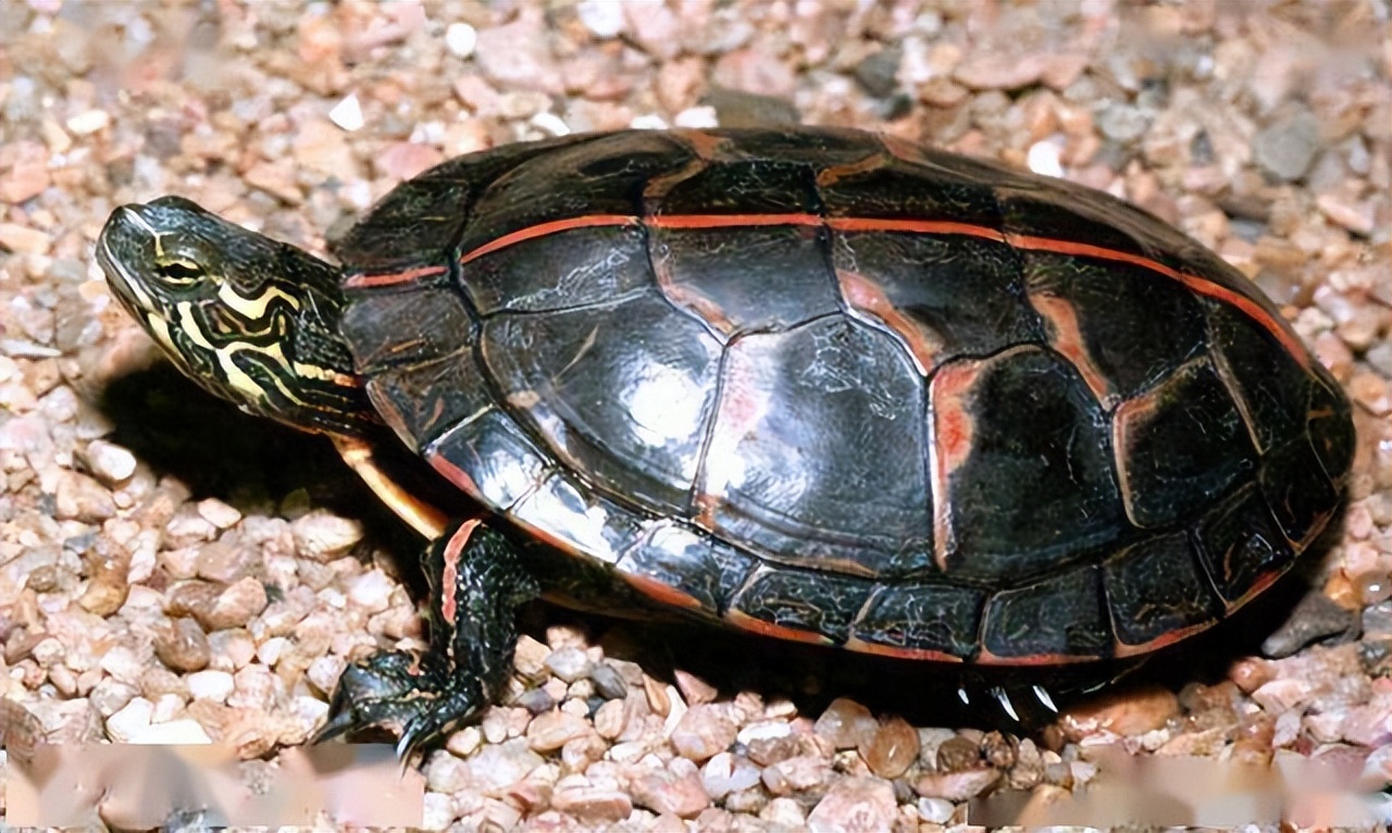 宠物乌龟饲养方法,宠物乌龟的饲养方法大全图解