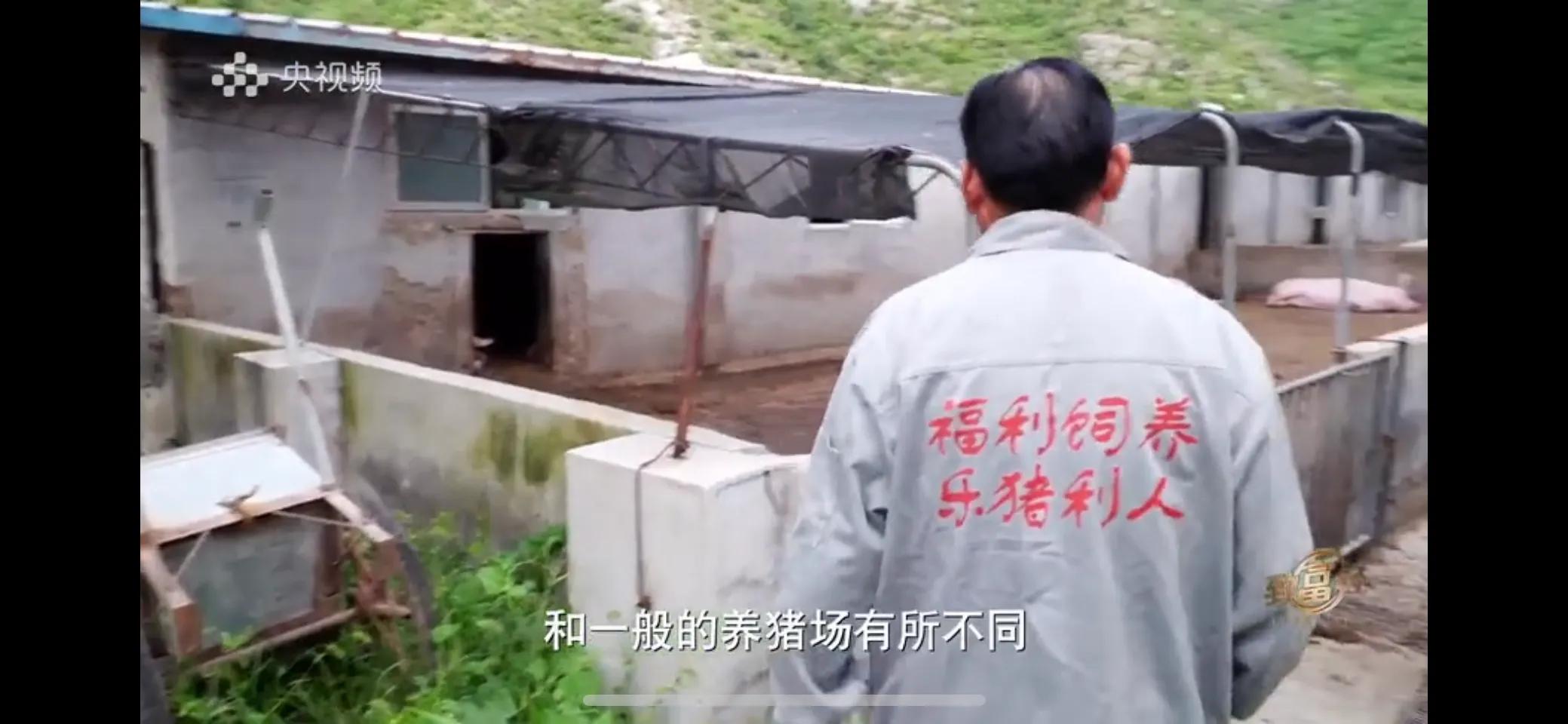 小伙子养猪5年后挣钱5多亿,农村小伙养猪赚过亿