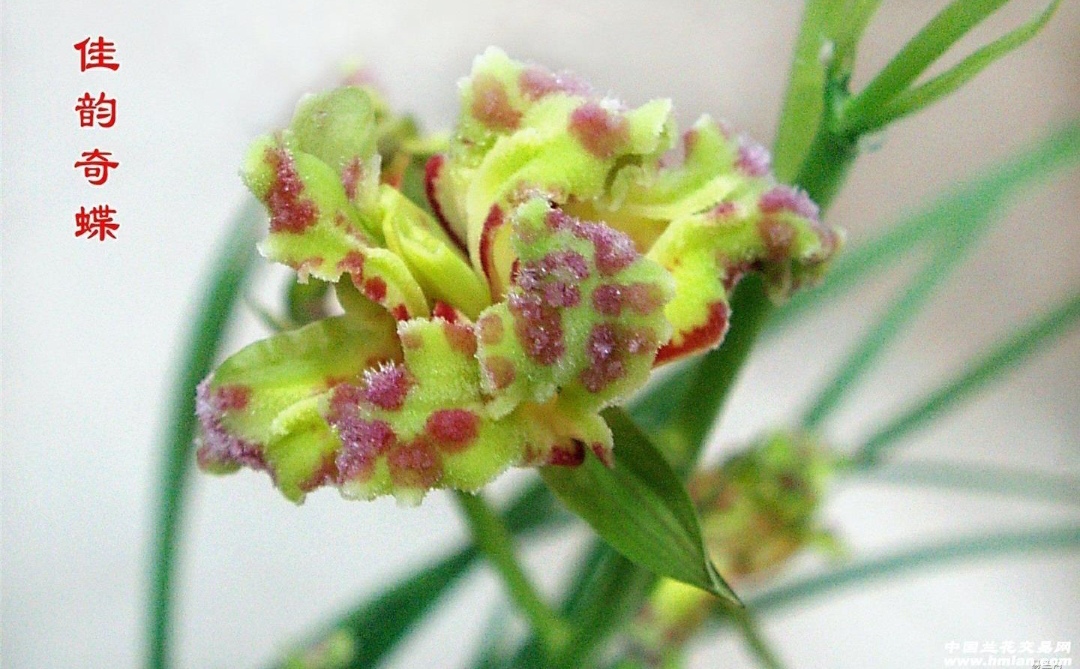 兰花好运牡丹怎么养,兰花华贵牡丹