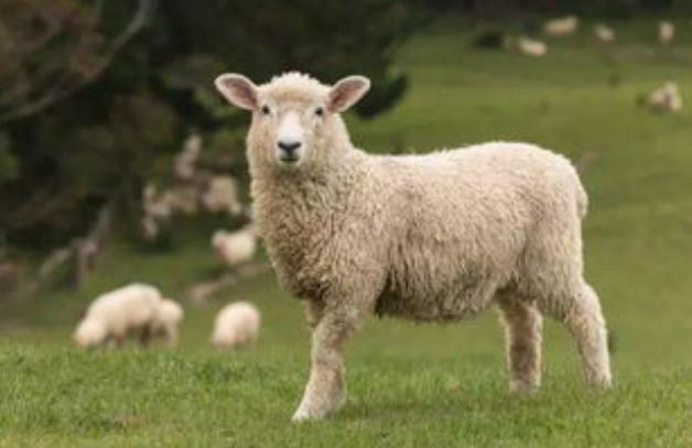 农村小伙养羊新模式年挣2亿元,河南大哥养羊赚了8000万