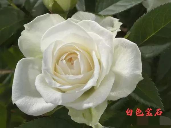 常见切花月季一览（45）