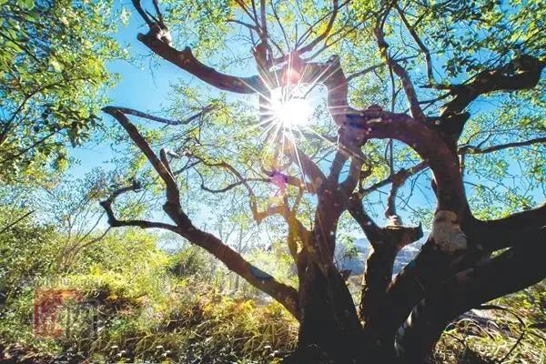 “金陵树王”之一的圆柏树龄1520岁，是南朝梁武帝亲手种植的