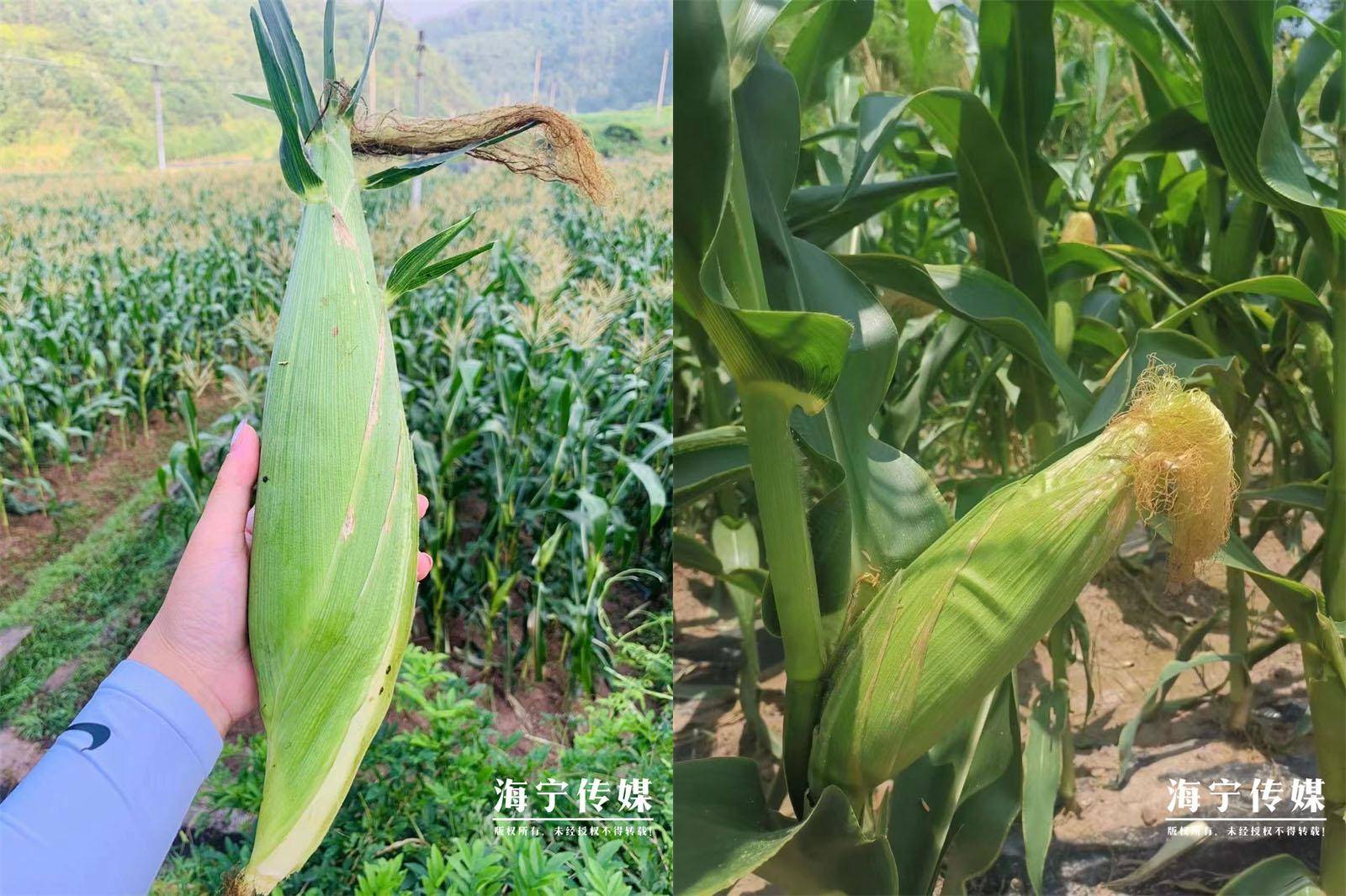 “山里好货,想吃!”武义高山玉米西瓜今天直通海宁