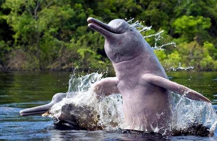 河豚和蛇打架,蟒蛇和河豚