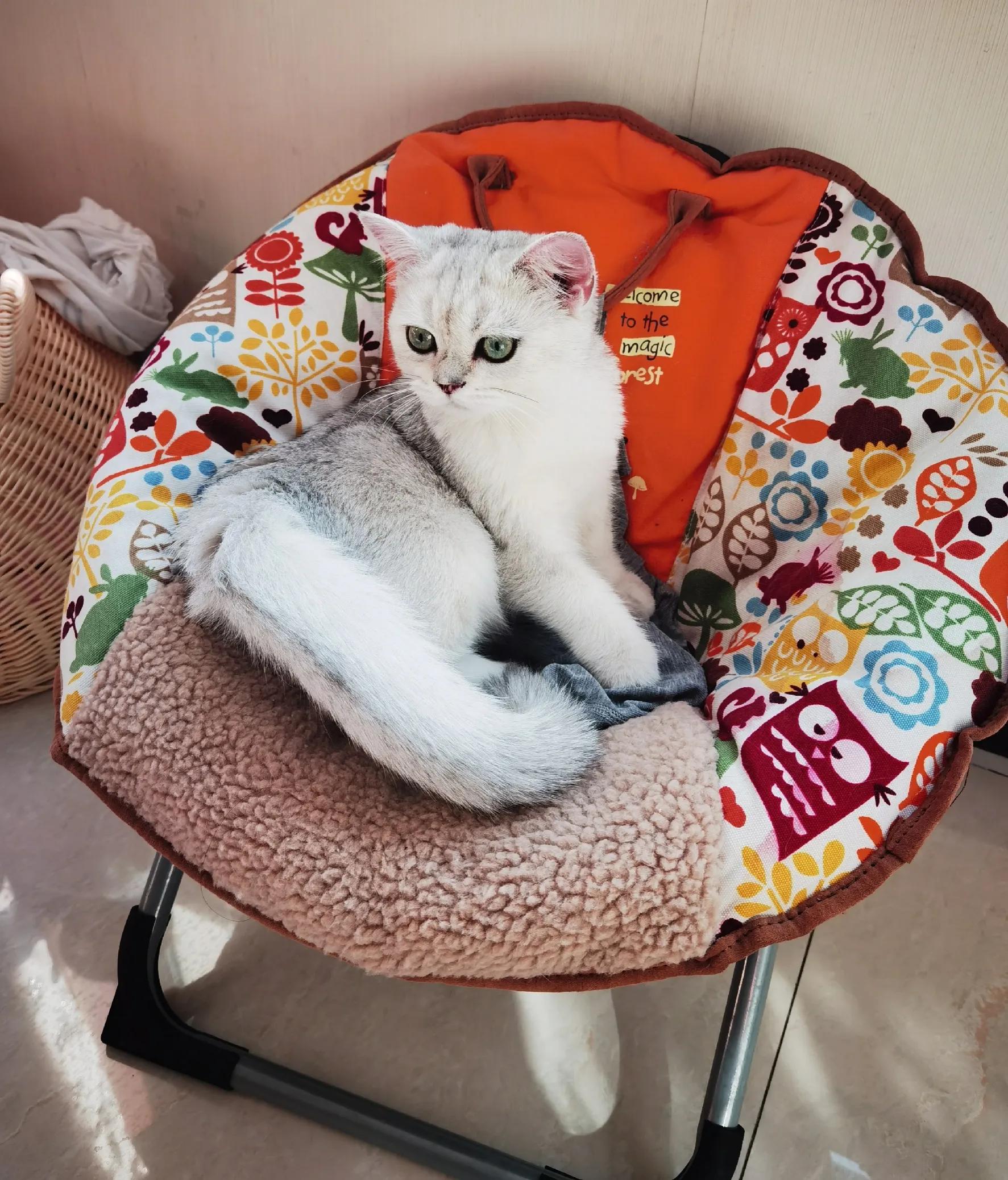 养猫十大麻烦,养猫带来的糟心事你能接受哪些