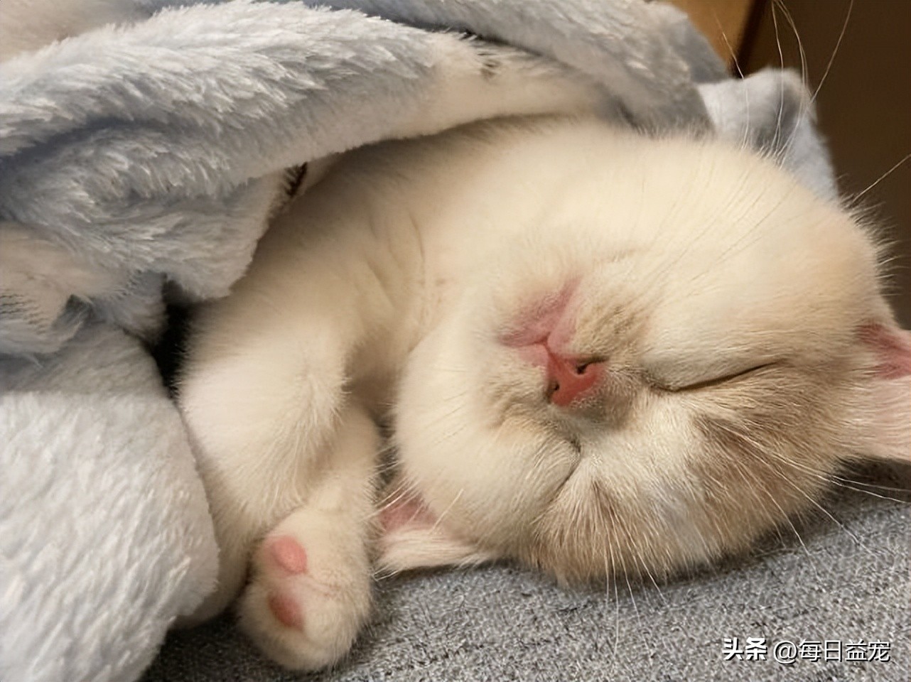 捡到一只小奶猫被家里狗咬死了,捡到小奶猫注意事项