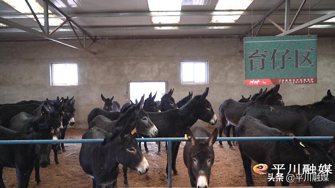 平川黑毛驴,平川黑驴