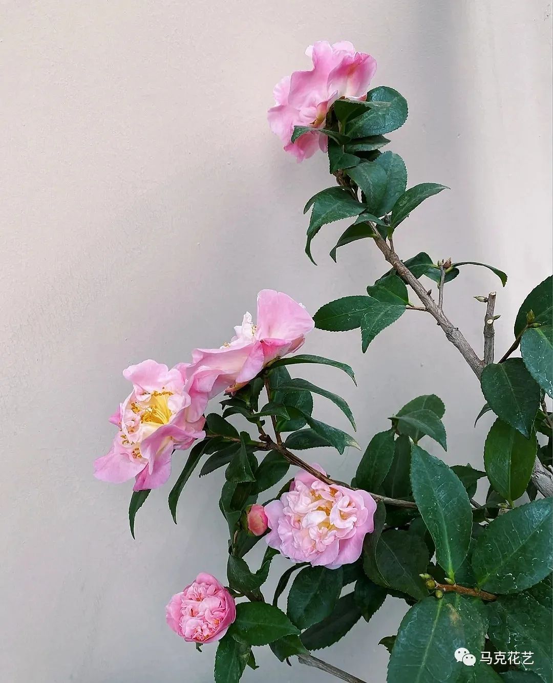 马克花艺｜送对花表对意，别让好心办坏事