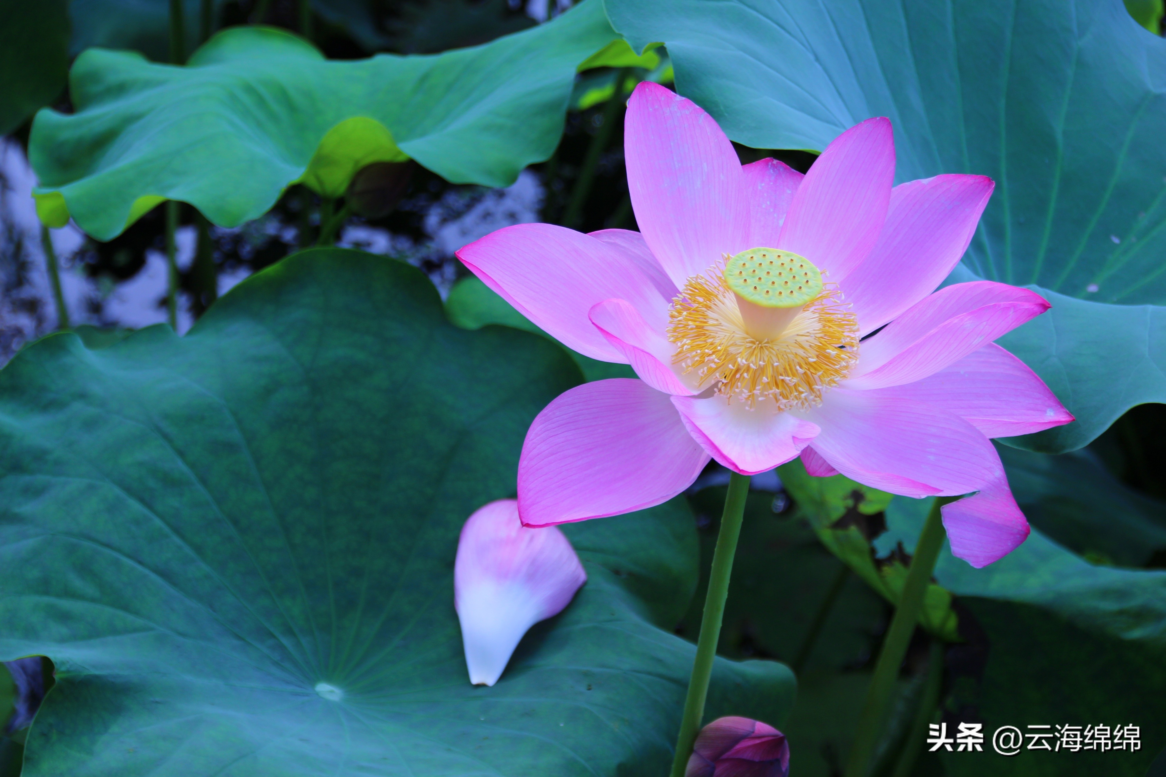 夏日荷花别样红照片,夏日荷花别样红手工