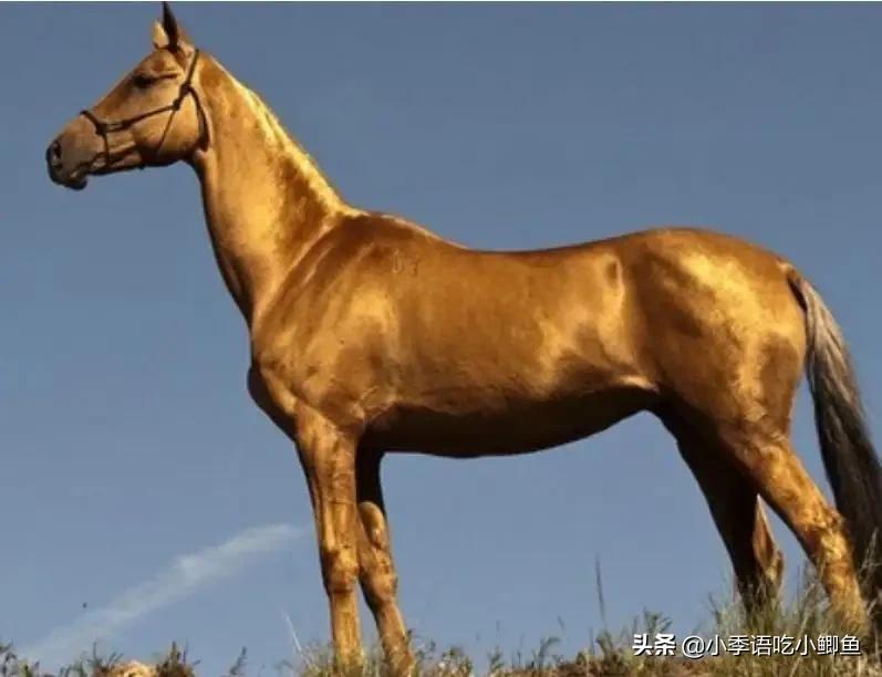 一匹马2000万，有人为它不惜挑起两国战争！真宝马阿哈尔捷金马