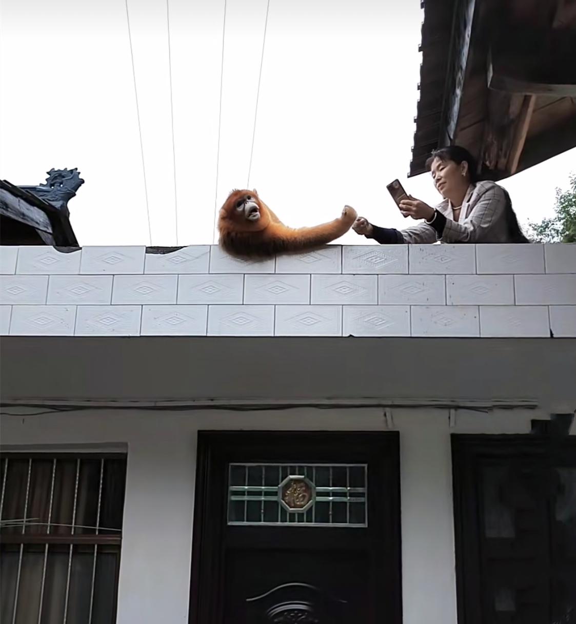 怒江金丝猴和峨眉猴干架,金丝猴遇上峨眉山猴子会发生什么