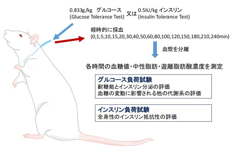 抗衰调理新选择，日本白雪茸，天然菌类萃取安全又健康
