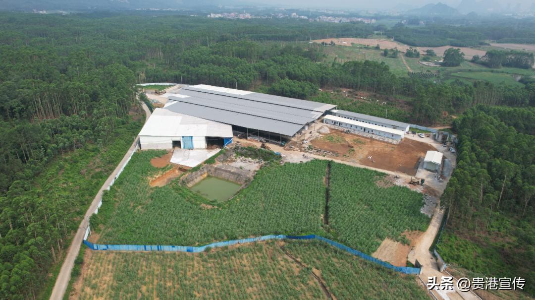 你平时喝的是公牛奶还是母牛奶,你平常喝的牛奶是真的牛奶吗