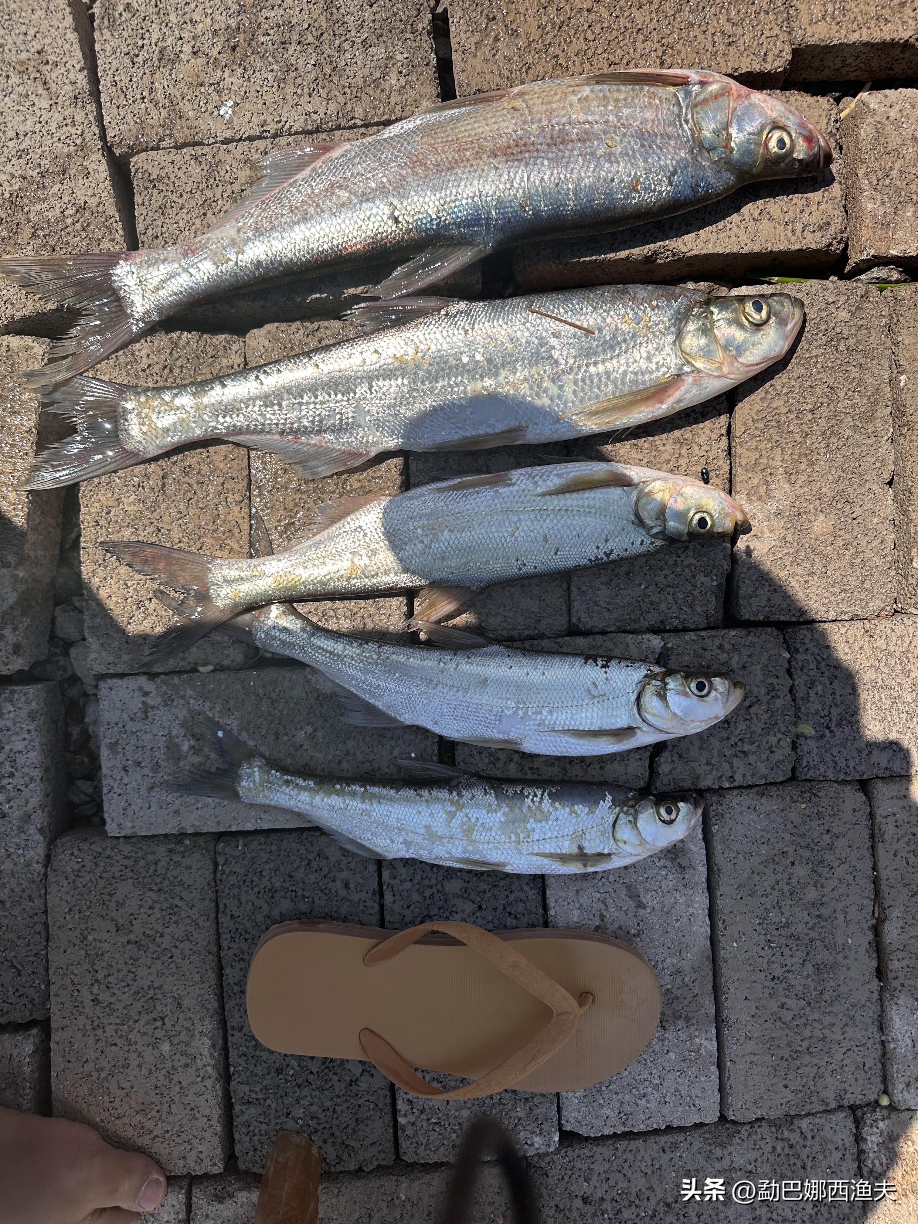 2020万峰湖野钓大罗非,万峰湖陇纳村野钓大罗非