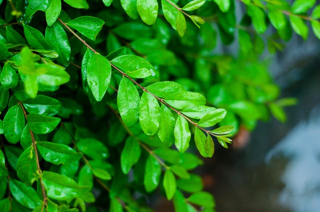 小叶女贞,小叶女贞球