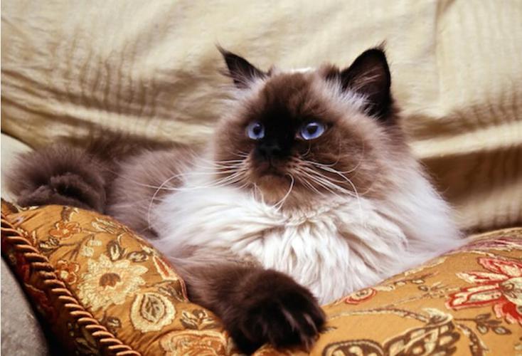 猫咪寿命吉尼斯纪录,寿命最长的猫咪品种排名