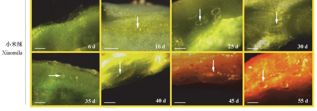 辣椒辣度分布图,20种最辣的辣椒图片