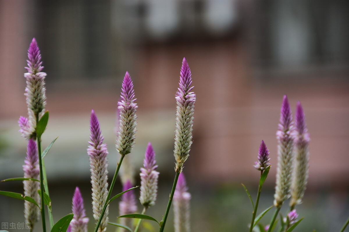 68种可食用的药用植物,开的花好看,能吃,还养生(二)