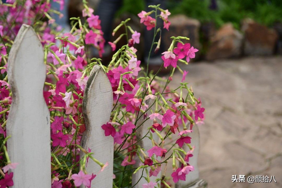 冬天开花的室外花卉盆栽,温室盆栽观花花卉植物