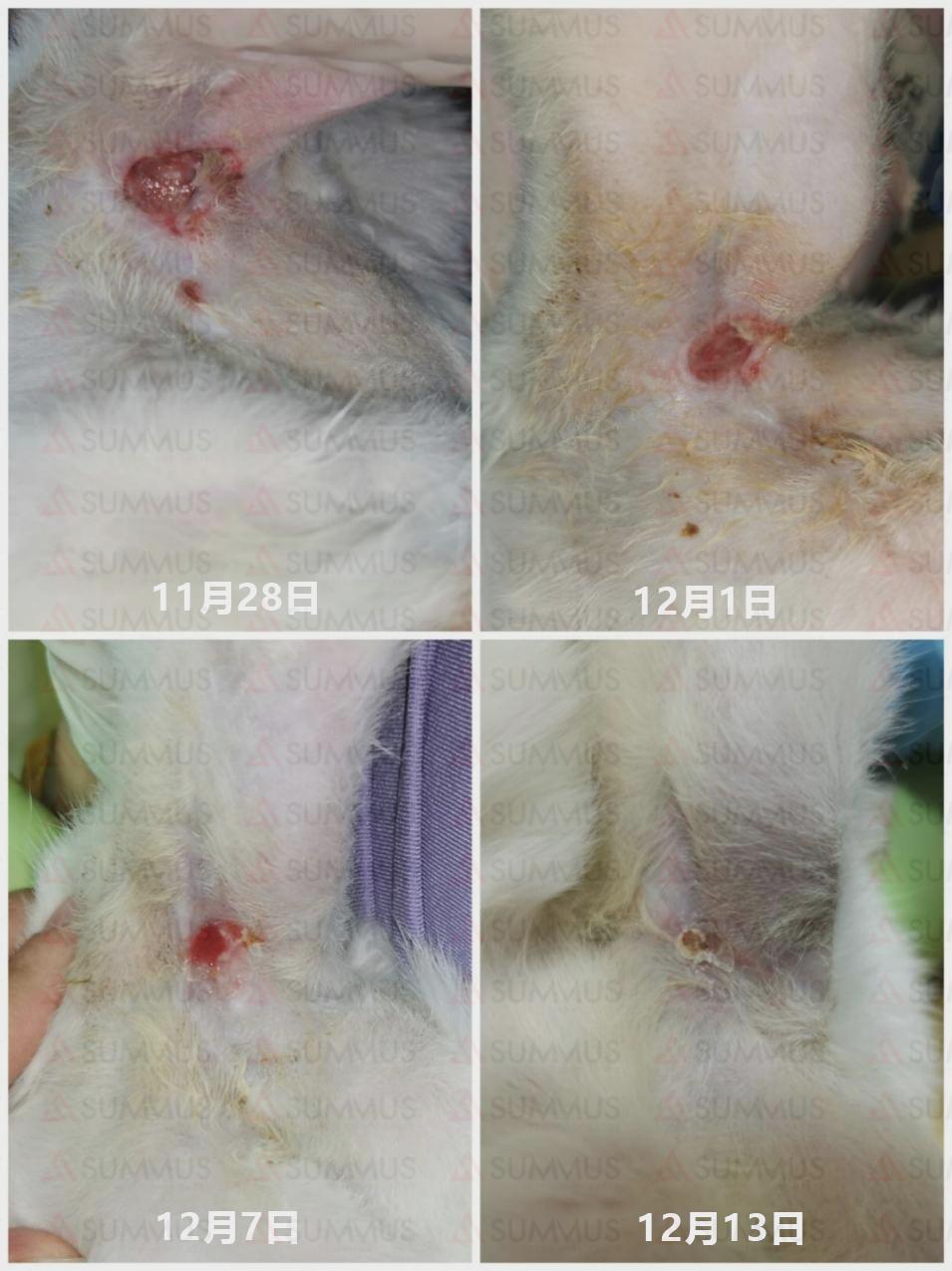 一例猫脓胸的病例分享,猫陈旧性创伤激光理疗