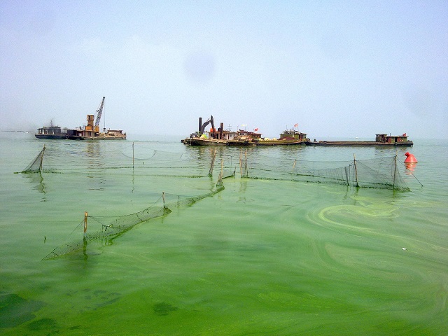 400万尾鲢鳙投放千岛湖,鲢鳙投放千岛湖