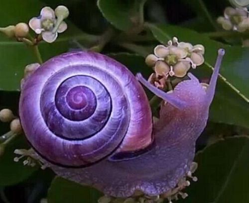 罕见颜色动物,十大罕见彩色动物