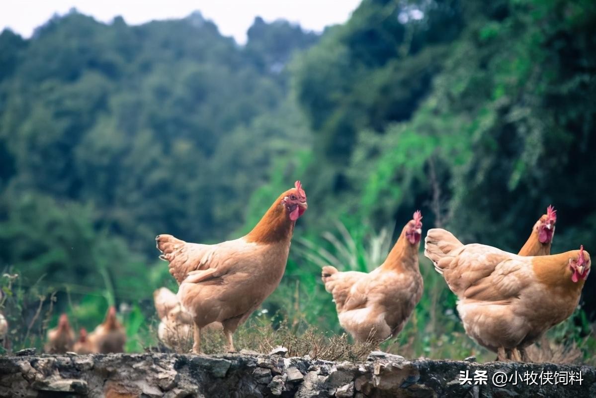 鸡春季常见病的症状,鸡的养殖中会出现哪些疾病