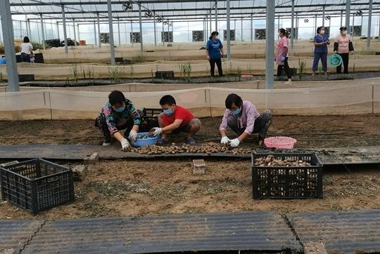 蜗牛可以做花肥吗,蜗牛做美容产品