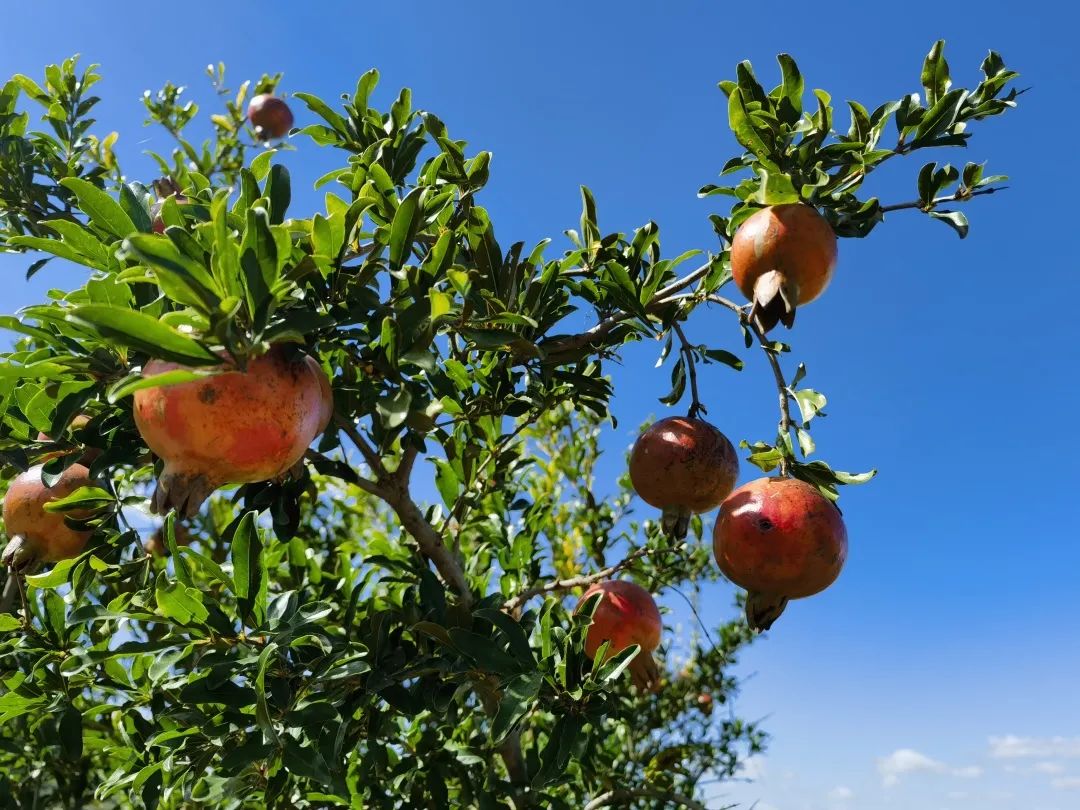 抓住秋天摘苹果,抓住秋天的尾巴赏红叶