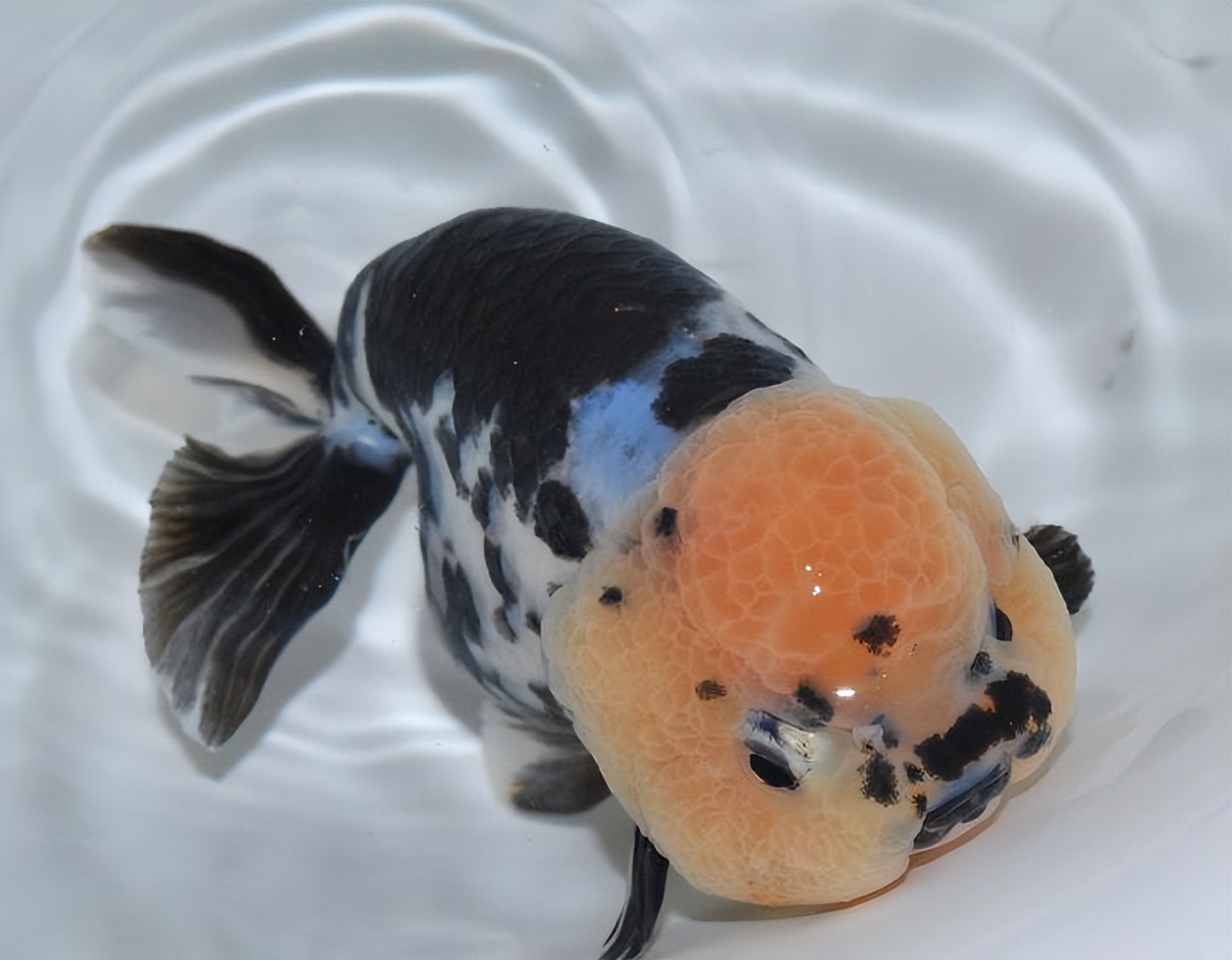 鱼缸大饲养密度小兰寿金鱼能活吗,兰寿金鱼饲养照明灯有必要吗