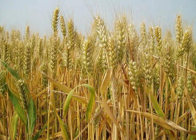 时光涟漪:天选之人，身患银屑病的美貌堂姐现实版活着