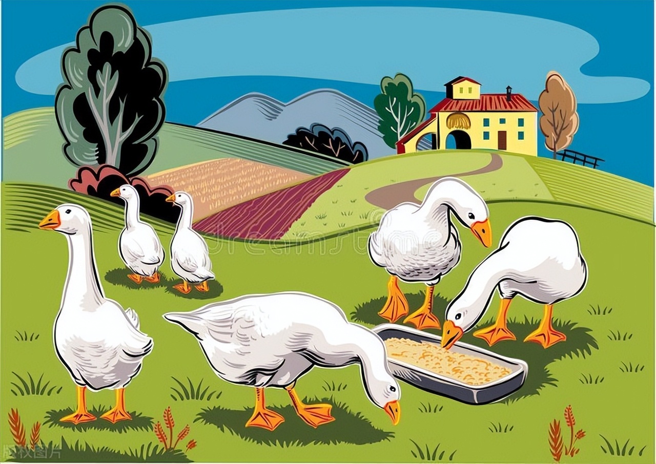 养鹅家庭农场致富指南：建设一个养鹅家庭农场需要多少启动资金？