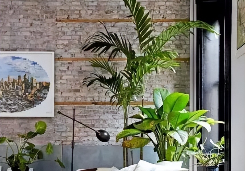 新房种什么植物吸甲醛,什么植物吸甲醛第一名