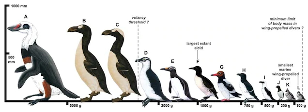 企鹅为什么生活在南极不在北极呢,第一只企鹅为什么不能生活在北极