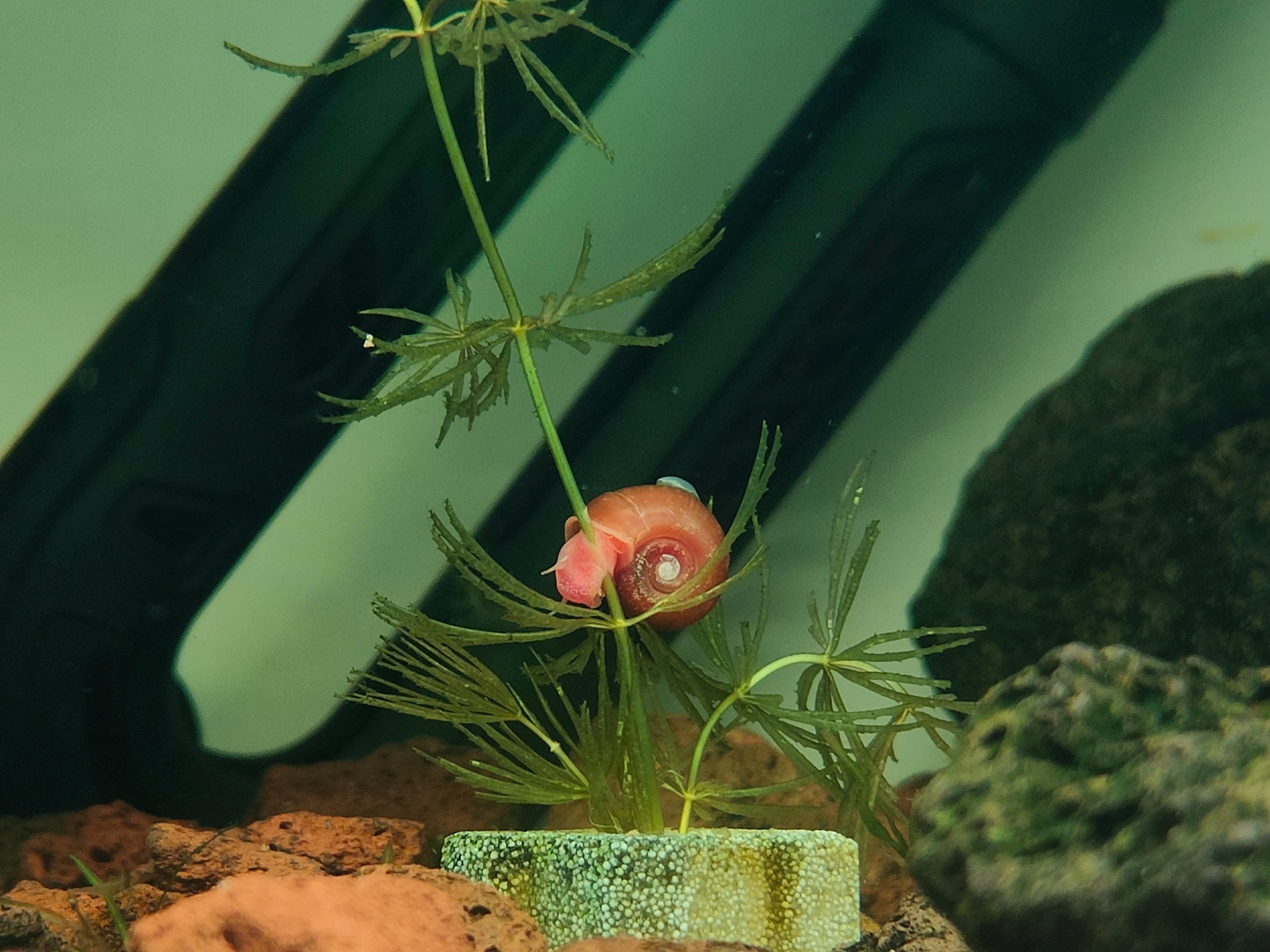 鱼缸里养苹果螺可以放水质稳定剂,什么螺可以净化鱼缸水质