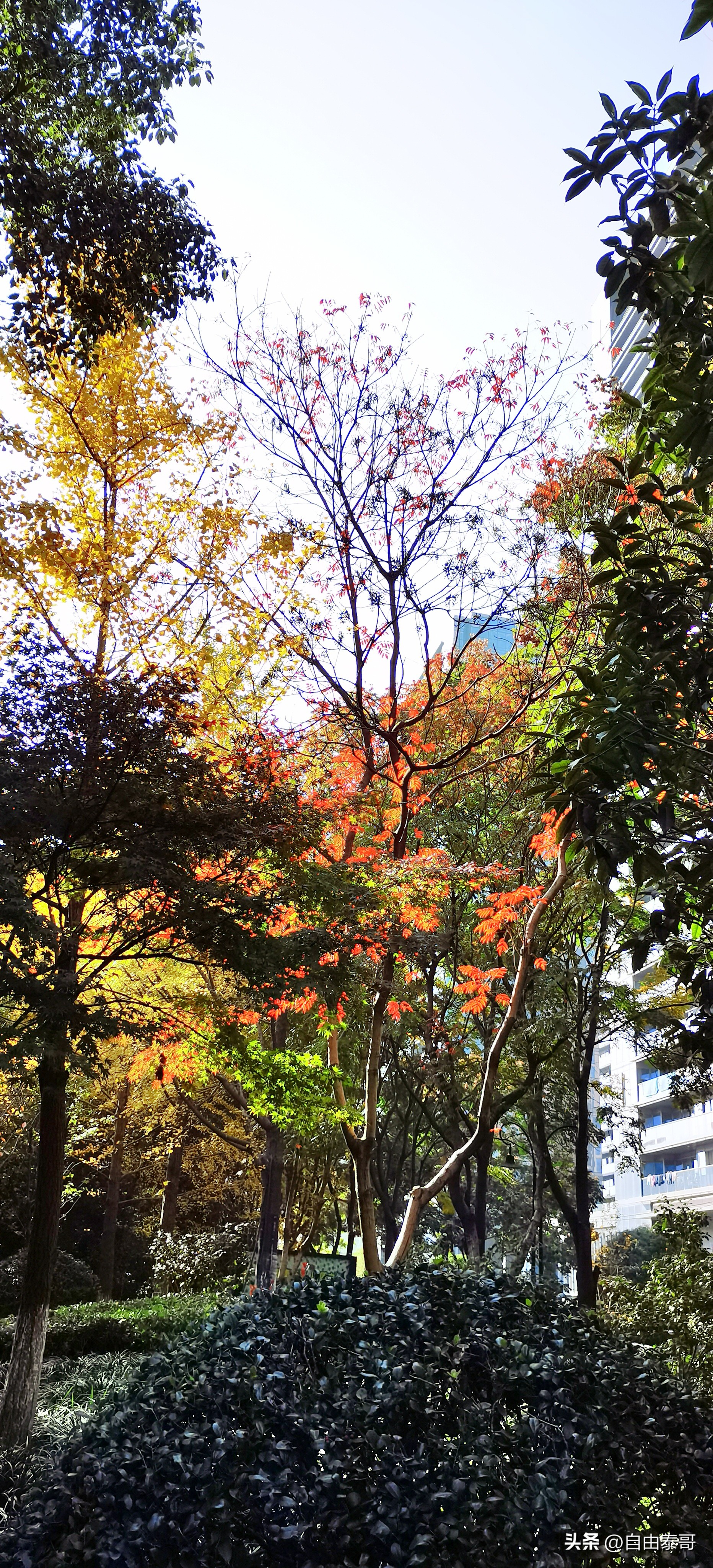 临平最大的亲水公园,临平最好公园排名