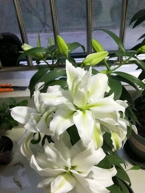 重瓣香水百合的种植时间和方法,香水百合的种植方法和注意事项