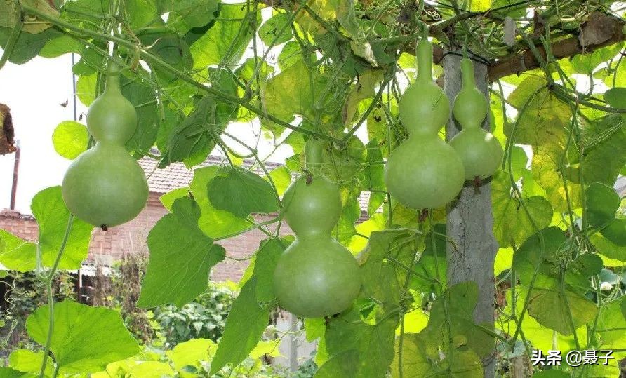 童年记忆宝葫芦,葫芦小金刚国漫童年回忆分享