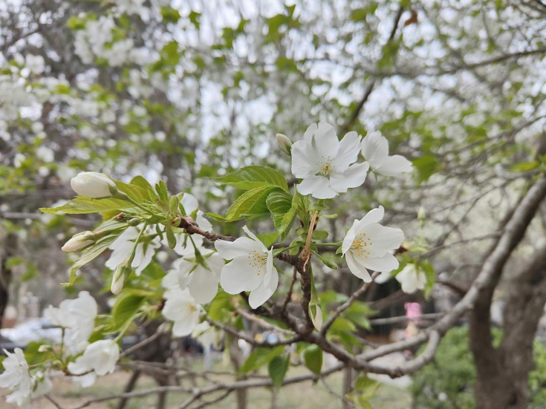 鐩哥害鍐滃ぇ,鐩歌仛浜戠鐩哥害鍐滃ぇ