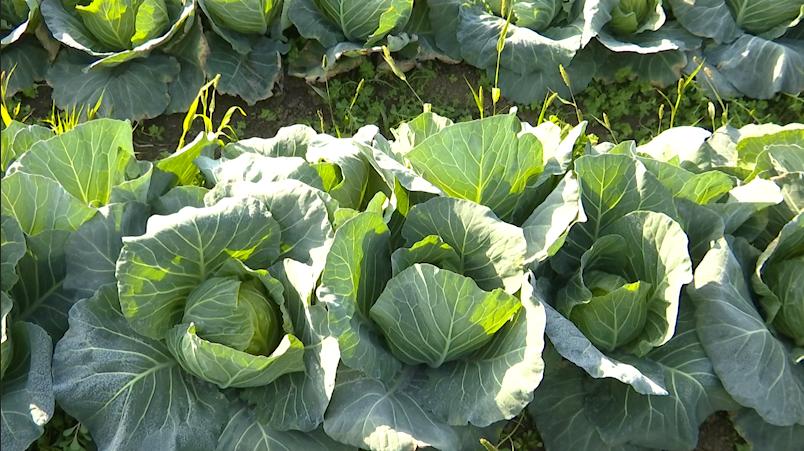 打通物流梗阻纾困滞销蔬菜,周口郸城助农扶农