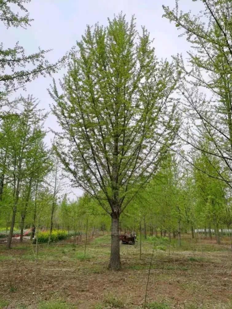 银杏以前价格为什么那么贵,银杏为何已是濒危植物