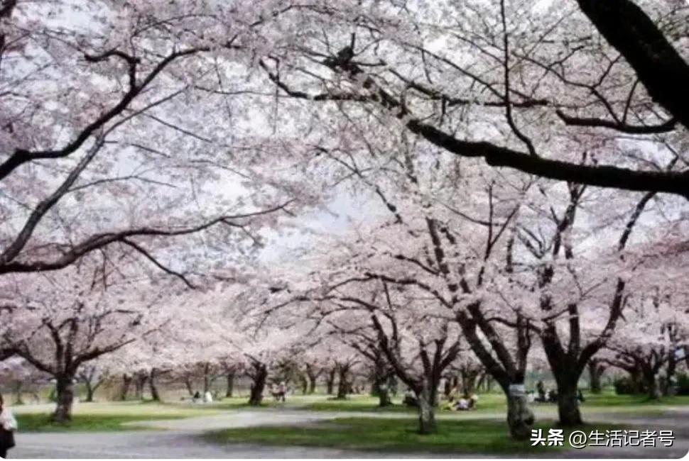 旅顺为什么发展不起来？明眼人一看就知道！