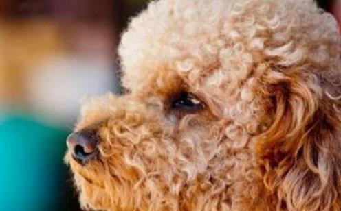 泰迪宝宝眼神不好怎么回事,泰迪宝宝有泪痕怎么办