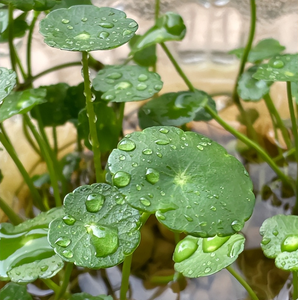 铜钱草的营养价值与功效,生态多样性的作用和意义